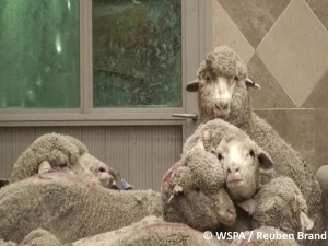 Sheep in Kuwait abattoir